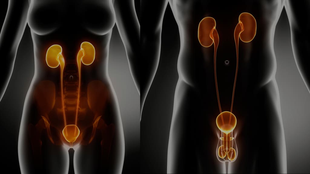 Incontinence urinaire: symptômes et traitements - Dr Bron urologue